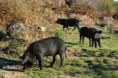 /album/galerie-de-photos-excursions-et-randonnees/dsc-1158-cochons-corses-jpg/
